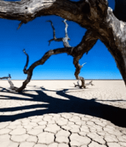 沙漠枯树与干裂土地景象(1)3654#横屏 