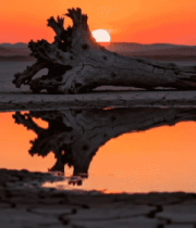 沙漠枯木夕阳倒影景观3557#横屏 