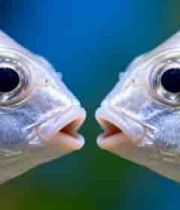  近距离特写两条相对的鱼74#横屏 	 -