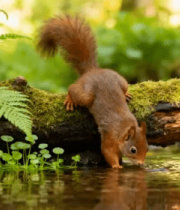 森林中松鼠俯身饮水画面4901#横屏 
