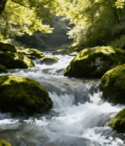森林中溪流潺潺的自然景象3621#横屏 