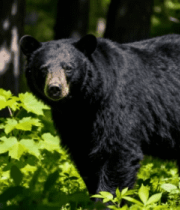 森林中的黑熊特写2152#横屏 