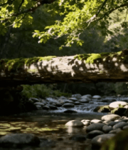 森林中溪流与倒木景象2528#横屏 