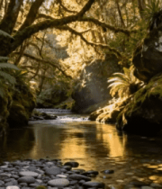 森林中溪流自然风光3819#横屏 