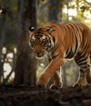 森林中行走的老虎(1)1453#横屏 