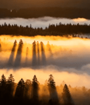 森林云雾间阳光穿透景象3518#横屏 