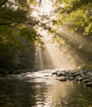 森林溪流阳光洒落景象(1)4878#横屏 