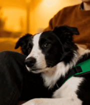 人与边牧犬温馨相处画面2280#横屏 