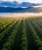 日出时分葡萄园全景2373#横屏 