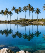 日出时荷塘中的荷花与荷叶5482#横屏 