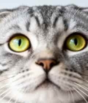  灰色折耳猫特写(2)1911#横屏 	 