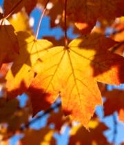 秋日森林落叶铺地景象2347#横屏 