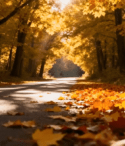 秋日森林落叶铺地景象2347#横屏 