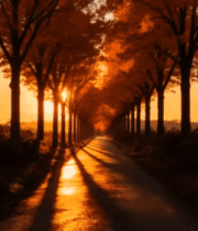 秋日枫叶特写4872#横屏 