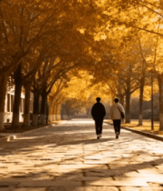 秋日校园情侣漫步林荫道4151#横屏 