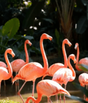 群聚的火烈鸟(1)1827#横屏 