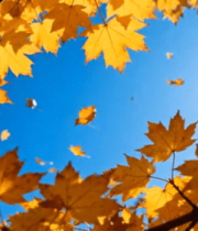 秋日阳光下飘落的金黄树叶2068#横屏 