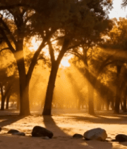 秋日胡杨林阳光洒落场景5208#横屏 