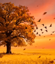 秋日田野孤树飞鸟风景1657#横屏 