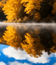 秋天落叶上的小鸟4524#横屏 