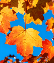 秋日枫叶蓝天景致388#横屏 