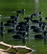 群鸟在湖面游动的自然场景1961#横屏 