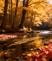 秋日森林溪流枫叶景观4125#横屏 