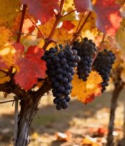 秋日埃菲尔铁塔风景4380#横屏 