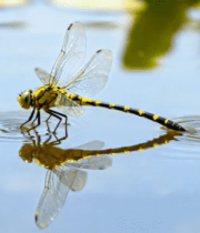 巧克力块掉入巧克力酱素材4953#横屏 