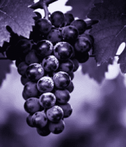 葡萄藤上的紫葡萄特写2854#横屏 