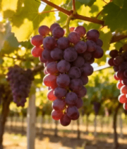 葡萄园挂枝成熟葡萄特写258#横屏 