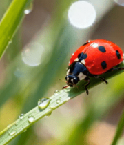 瓢虫在带水珠草叶上的特写4378#横屏 