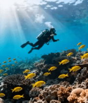 潜水员海底观赏珊瑚鱼群481#横屏 