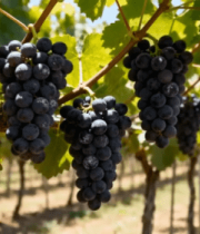 葡萄园成熟葡萄特写(2)4714#横屏 