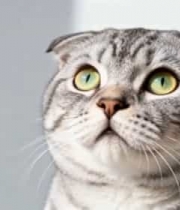  灰色折耳猫特写(1)1905#横屏 	 - 