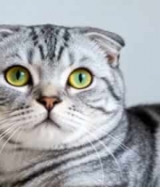  灰色折耳猫特写(4)2967#横屏 	 