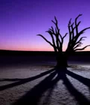  黄昏下枯树立于空旷场地2758#横屏 	 