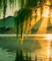  湖畔垂柳下的夕阳美景1852#横屏 	 - 