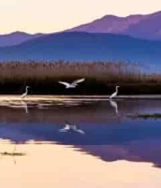  湖畔白鹭栖息与飞翔场景409#横屏 	 