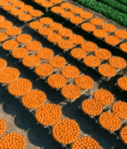 农田晾晒橘子俯拍素材1497#横屏 