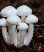 泥土中生长的白色蘑菇1738#横屏 