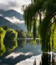  湖边垂柳与山水倒影景观2648#横屏 	 