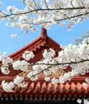  红瓦建筑前盛开的樱花1017#横屏 	 