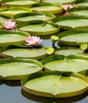  荷塘中绽放的荷花与荷叶661#横屏 	 