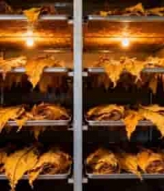  烘干设备内的烟叶2426#横屏 	 