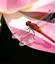  红蜻蜓停留在荷花花瓣上2942#横屏 	 - 