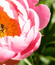 蜜蜂采蜜特写871#横屏 