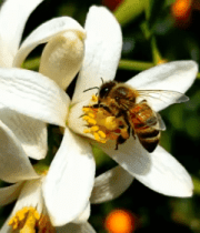 蜜蜂采蜜特写素材(1)3377#横屏 