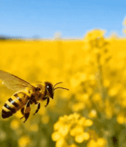 蜜蜂于油菜花海中飞行1916#横屏 