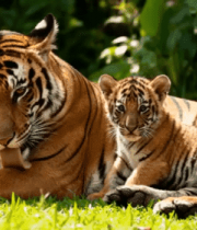 母虎与幼虎休憩场景2320#横屏 